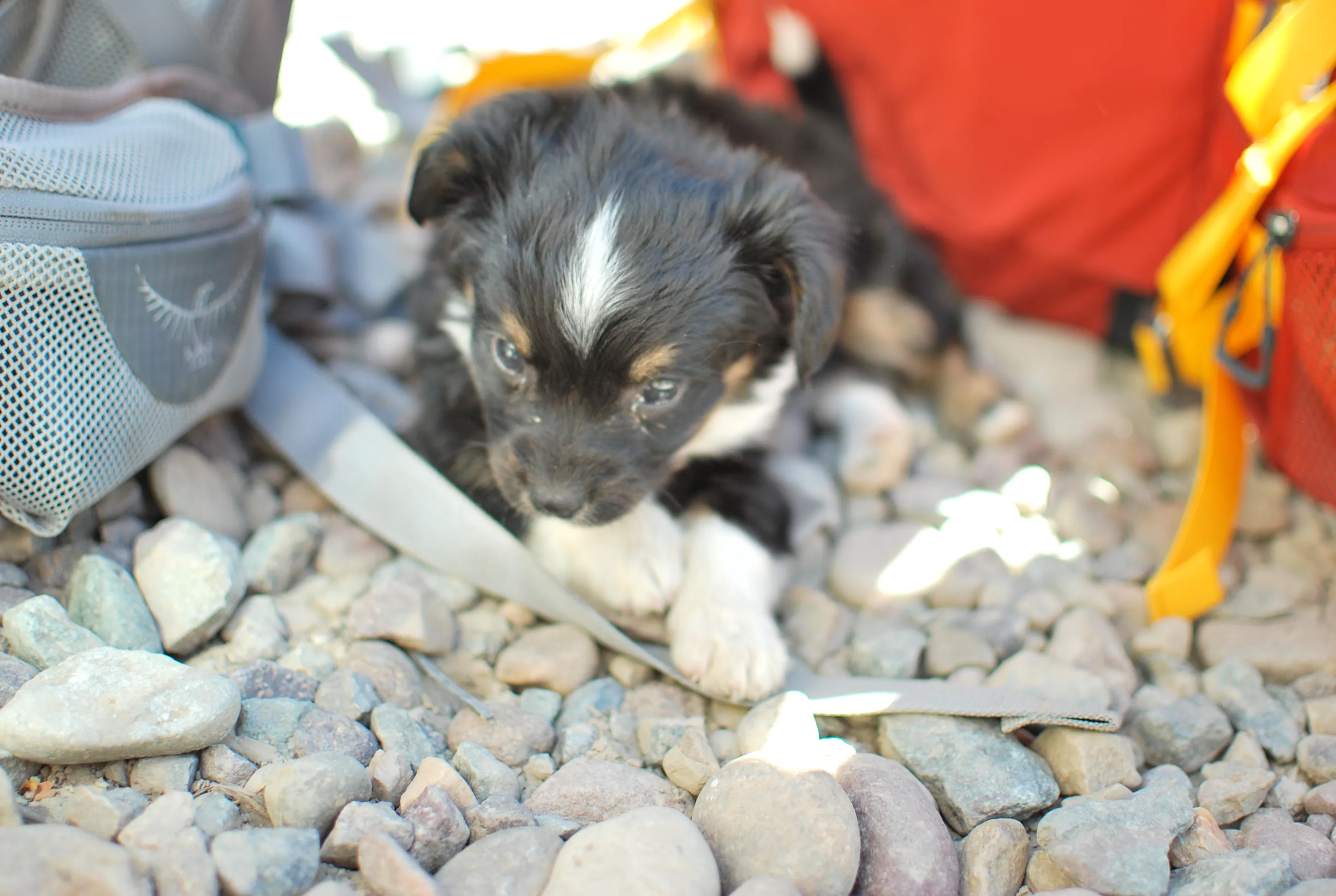 Puppy