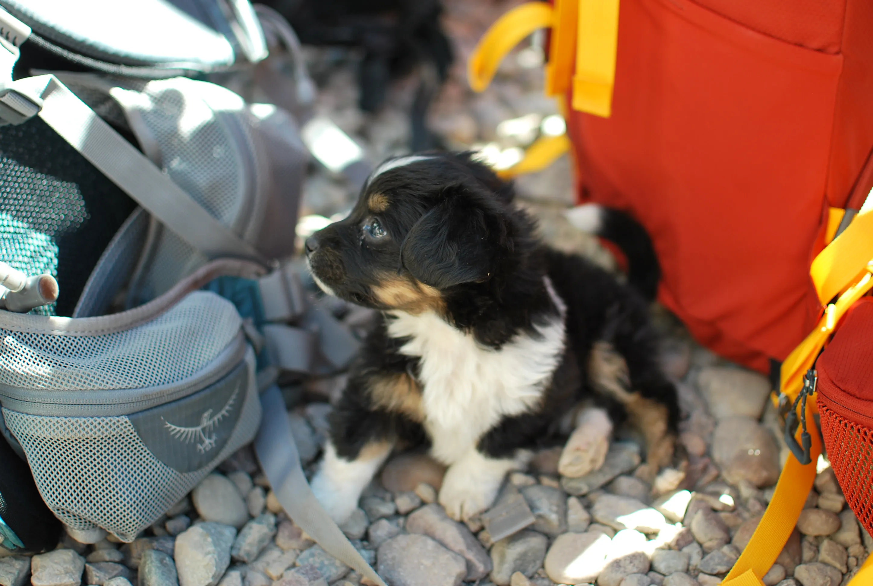 Puppy